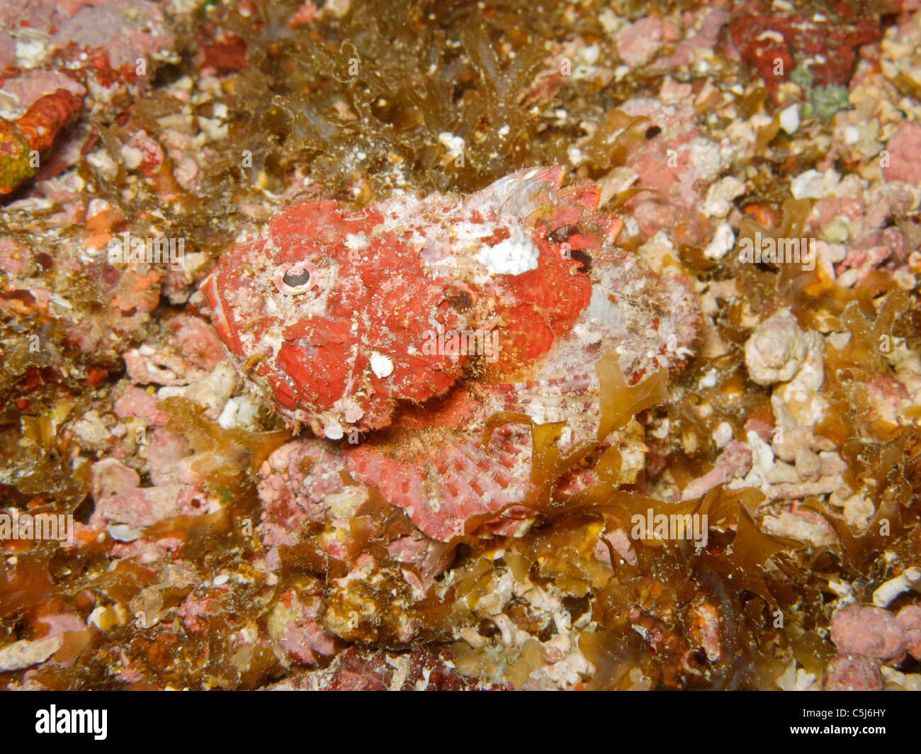 Camouflage et poisson-pierre Banque D'Images