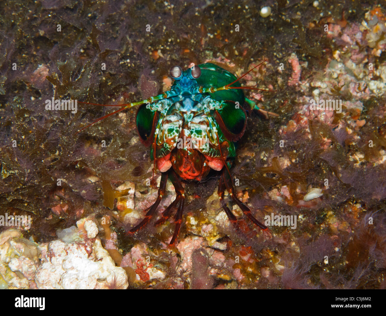 Crevettes Mantis coloré face à son ennemi sans peur Banque D'Images