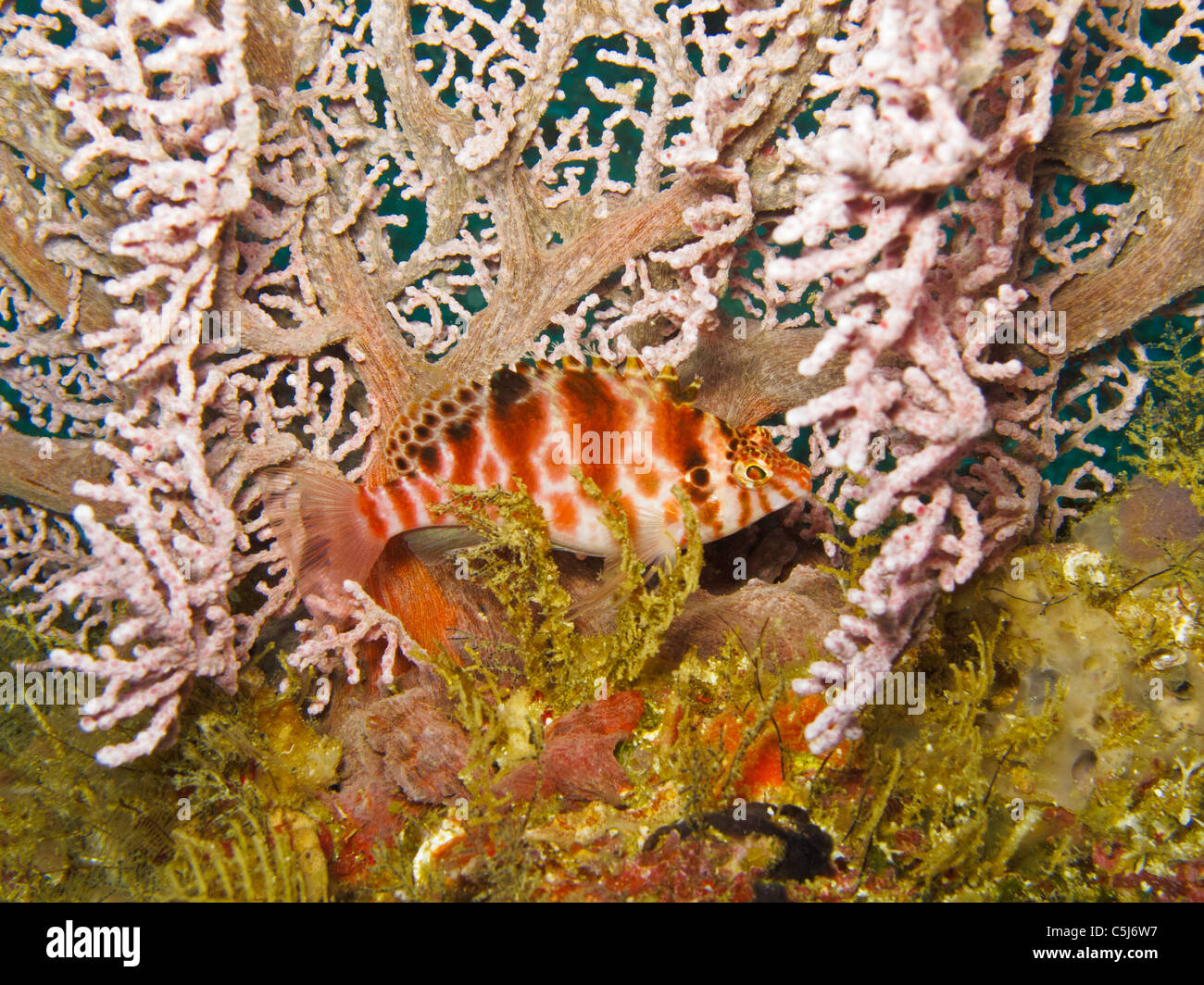Threadfin Hawkfish se cacher lui-même autour de gorgones éventails de mer Banque D'Images