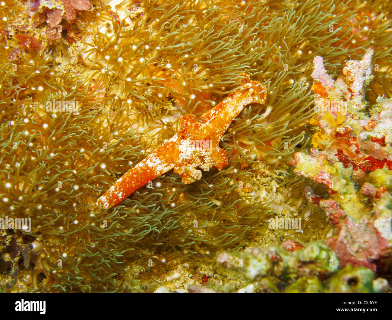 Grand comme ce Ceratosoma nudibranch orange peuvent également être trouvés dans Malapascua Banque D'Images