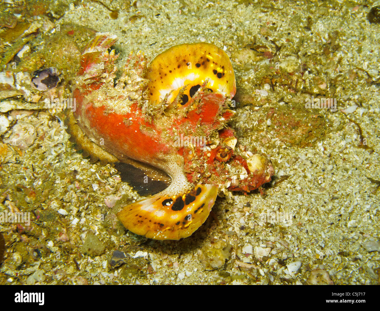 Devil Scorpionfish répandre ses ailerons pour menacer ennemi Banque D'Images