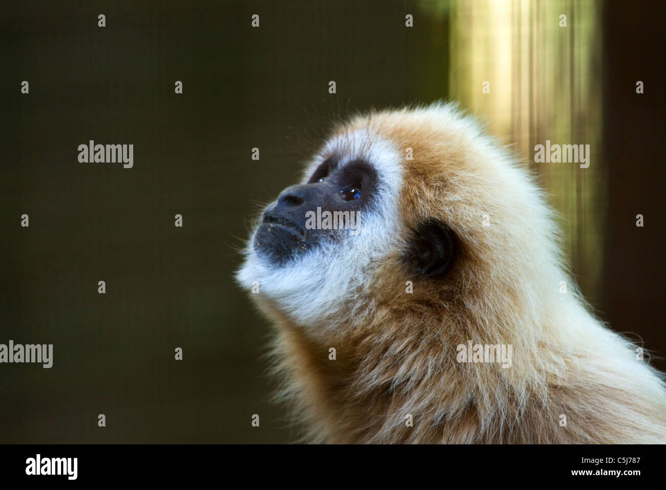Gibbons captifs, prise dans un parc animalier, UK Banque D'Images