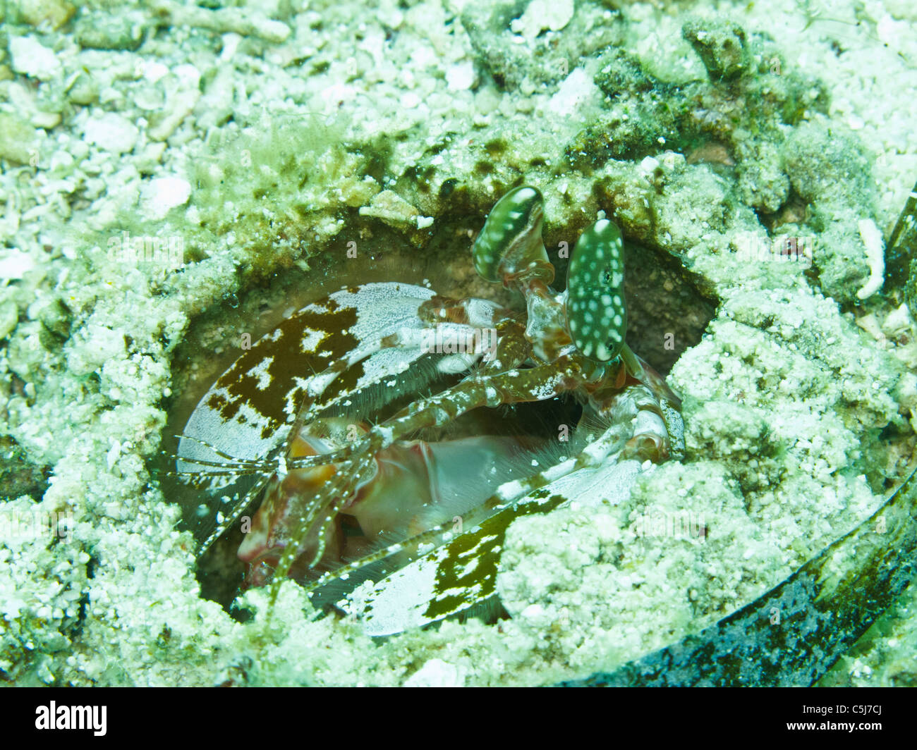 D'énormes crevettes Mantis dans son trou Banque D'Images