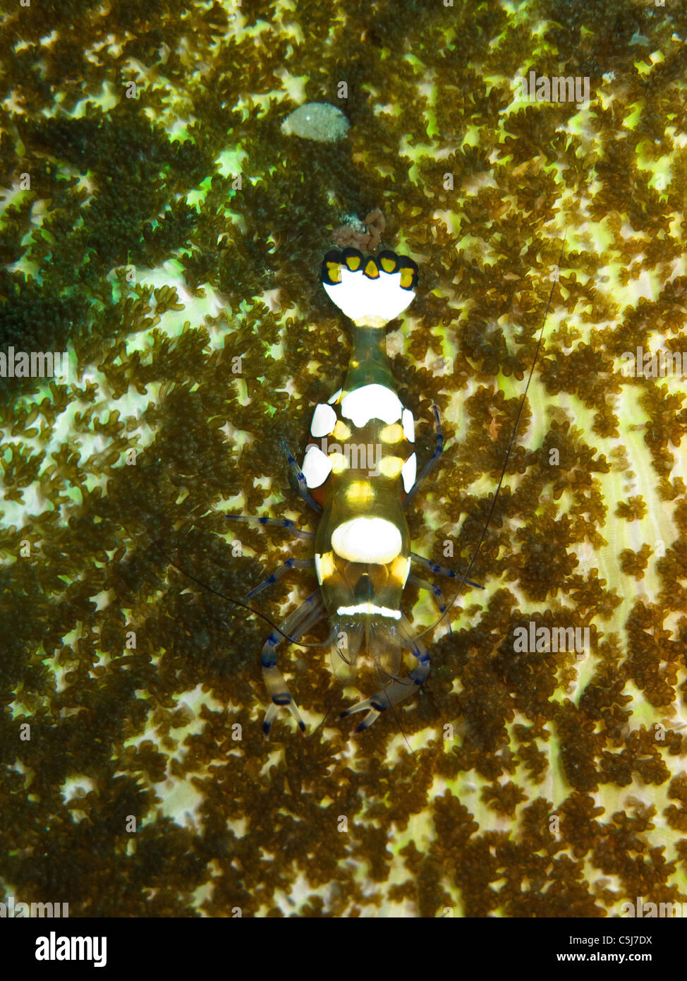 Grande Crevette Anemone Banque D'Images