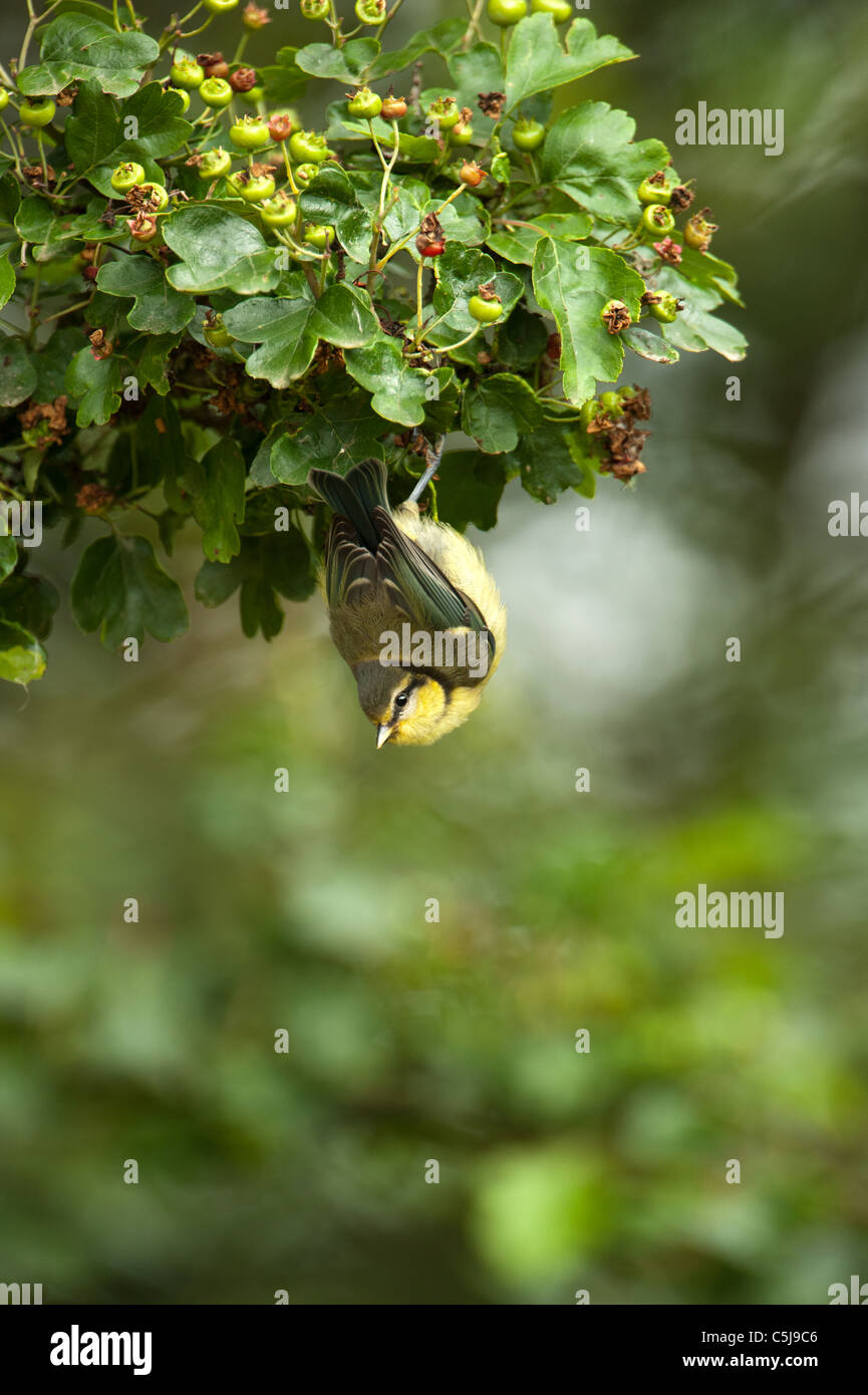 Blue Tit tête en bas dans un buisson Banque D'Images