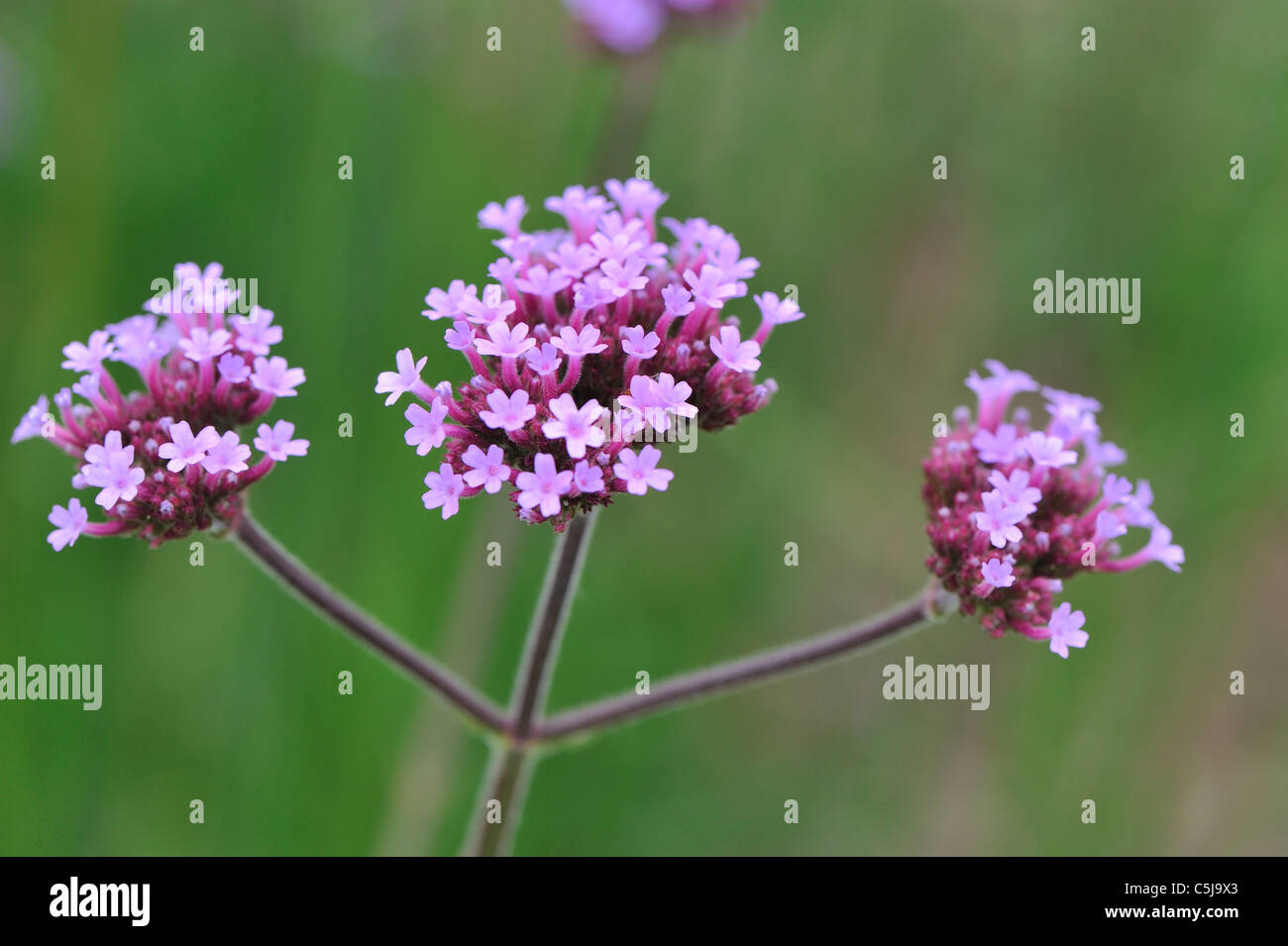 - Purpletop vervain argentin verveine (Verbena bonariensis) floraison en été (originaire d'Amérique du Sud tropicale) Banque D'Images