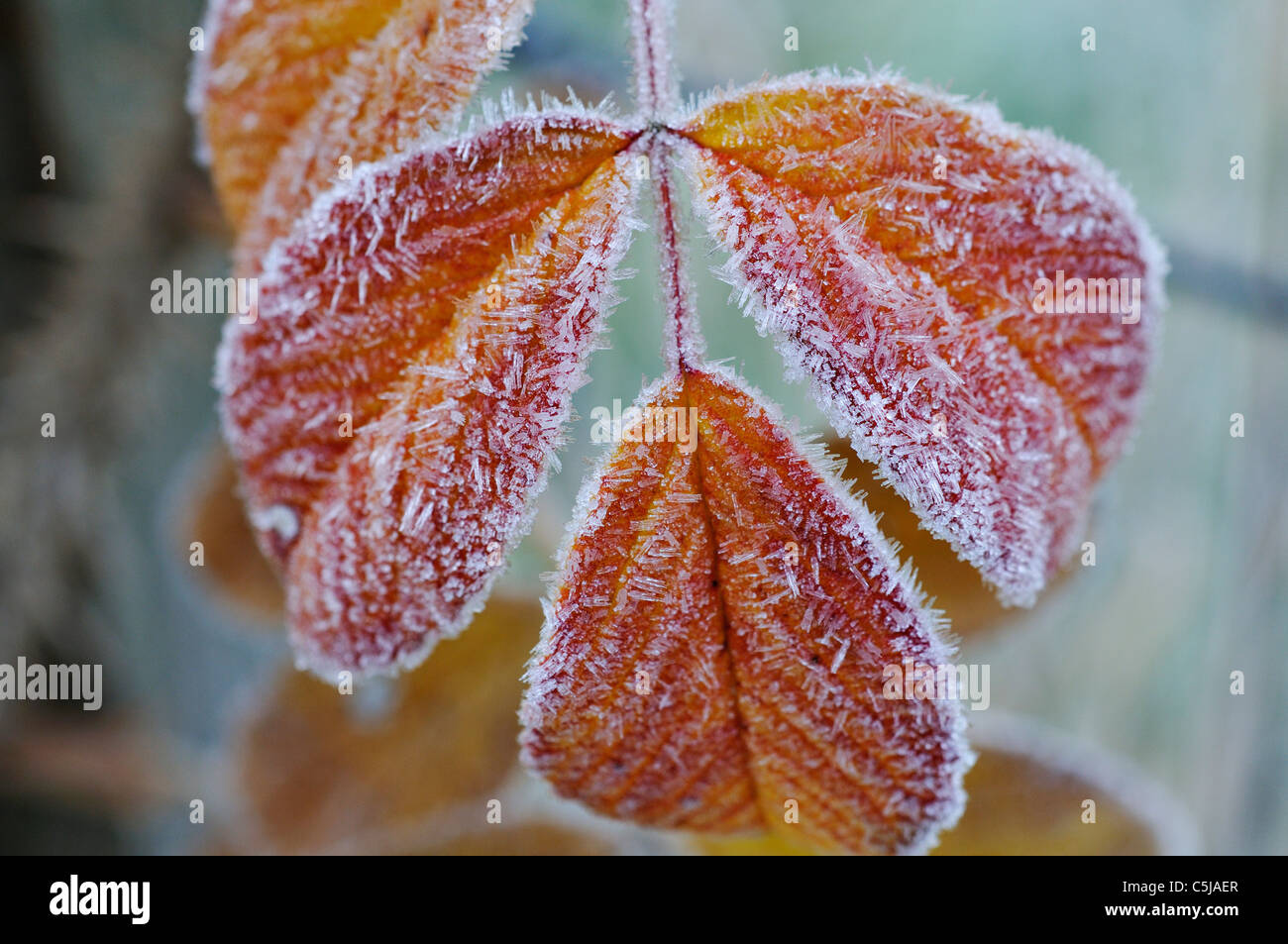 Feuilles de Rosa rugosa bordée d'crustals gel au début de l'hiver Banque D'Images