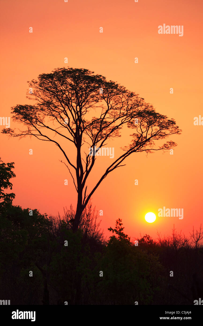 Coucher du soleil par un acacia dans le parc national de Hwange, Zimbabwe. Banque D'Images