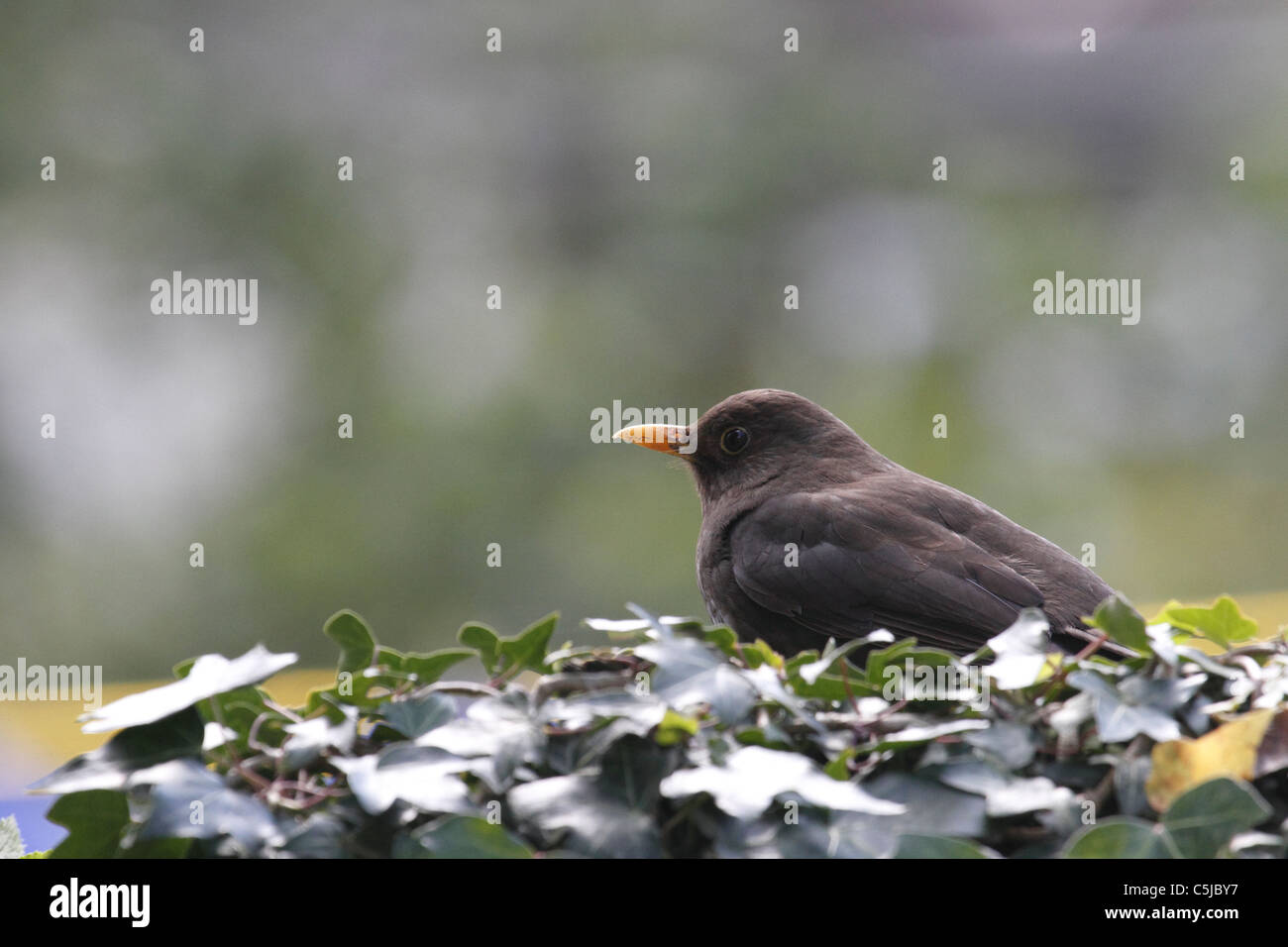 Blackbird se reposant dans la puce. Banque D'Images