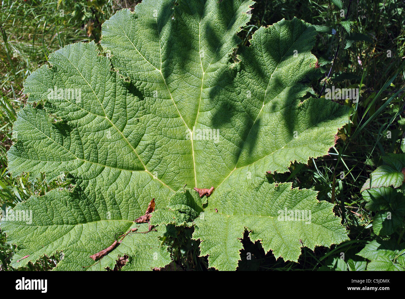 Grandes feuilles de rhubarbe sauvage Banque D'Images