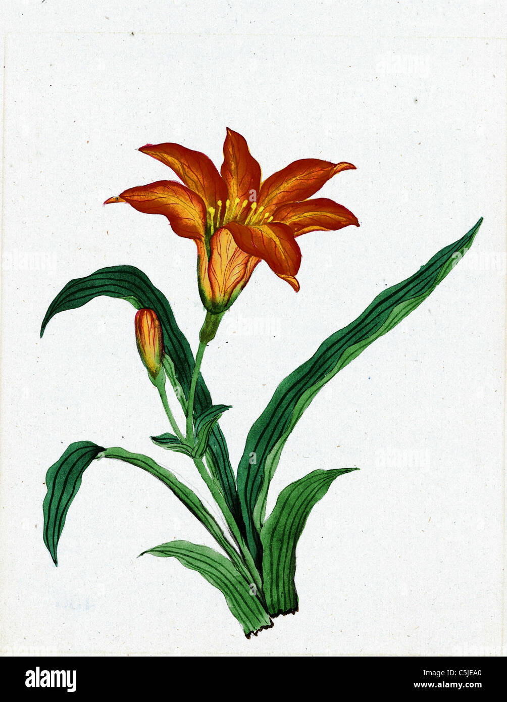 Lencre Et Du Papier Japonais Dessin Dune Fleur De 1870