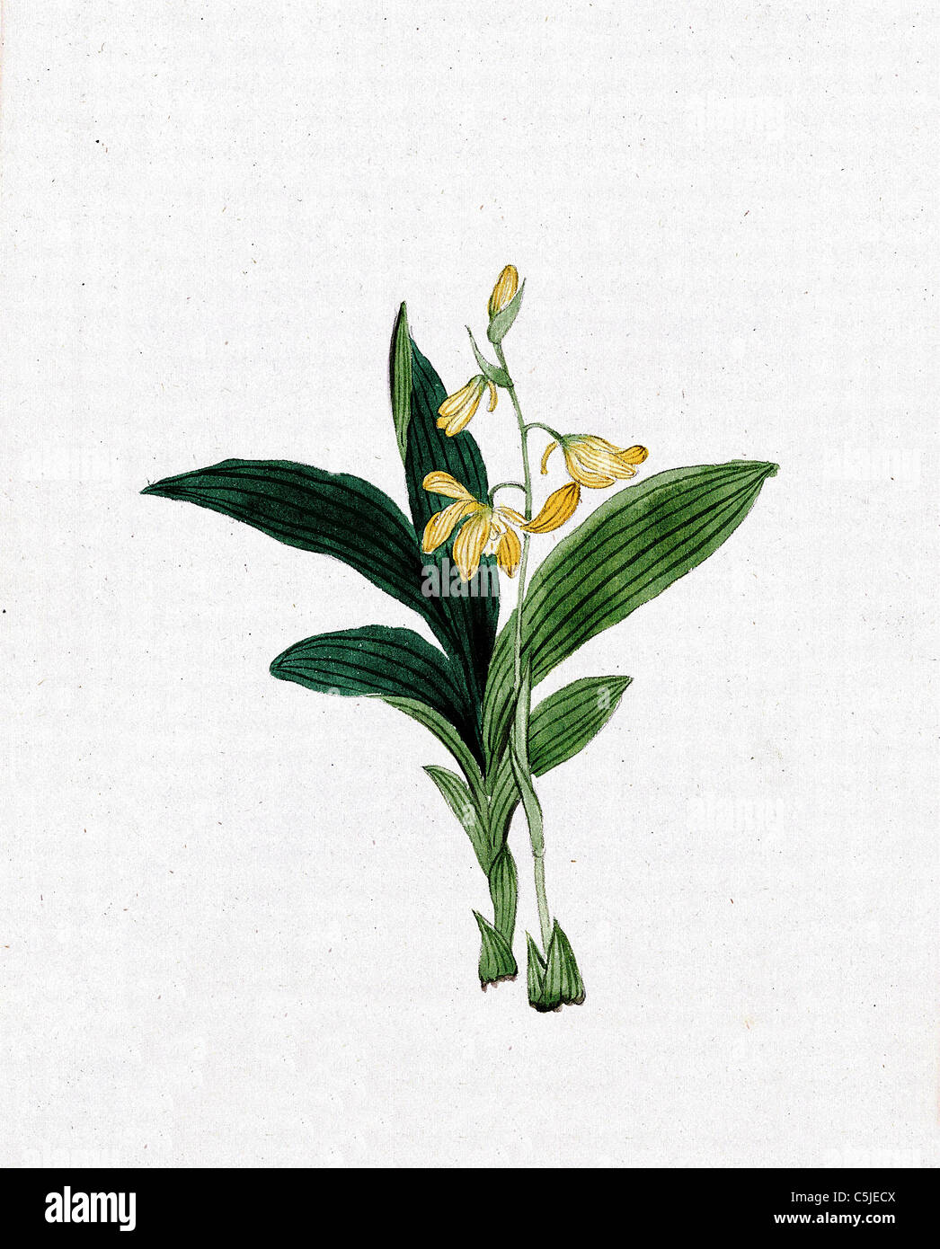 L'encre et du papier japonais dessin d'une fleur de 1870, - modifié et amélioré pour une haute qualité et résolution - kin-ran ou golden hellebor Banque D'Images