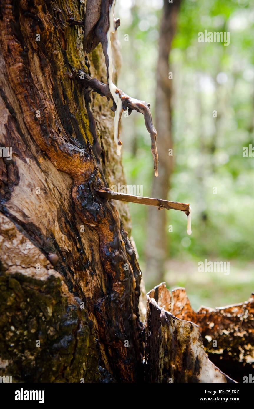 Les arbres à caoutchouc exploité dans une plantation Banque D'Images