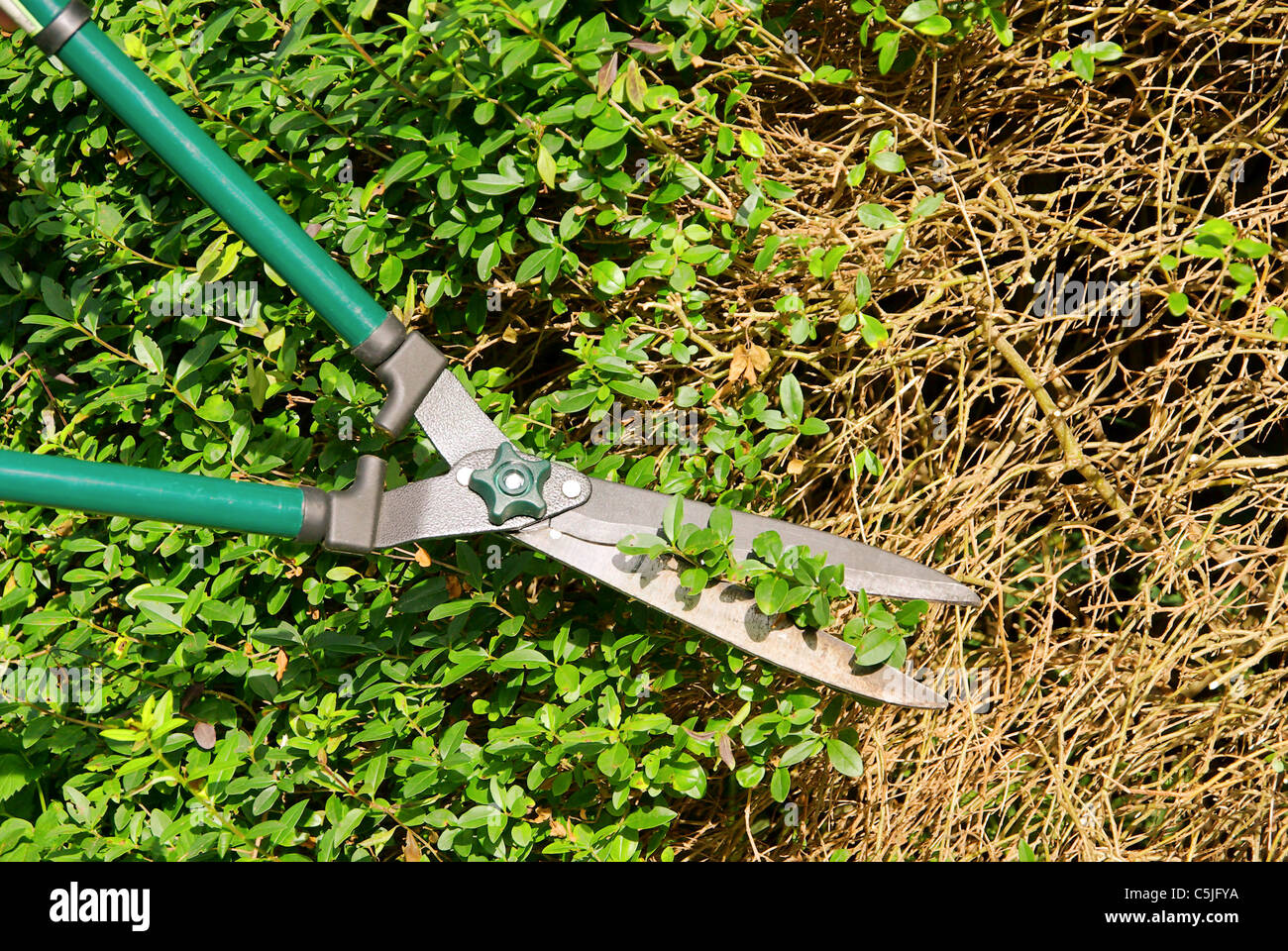 Hecke schneiden - couper une haie 11 Banque D'Images