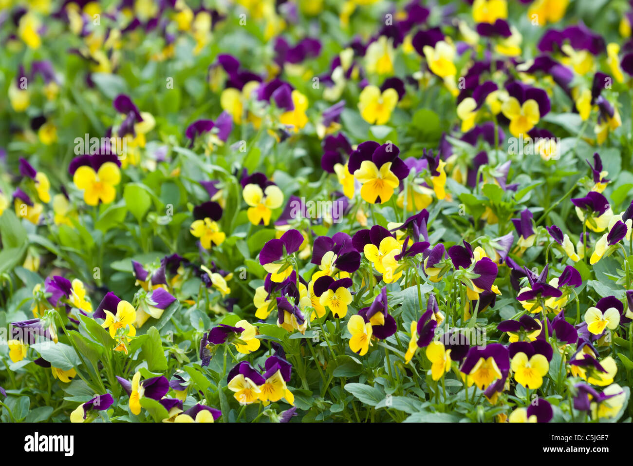Petites fleurs parterre de pensées dans le jardin d'ornement Photo Stock -  Alamy