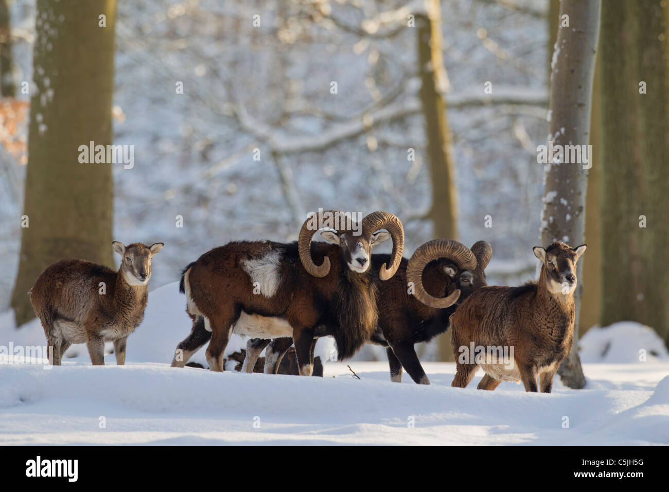Mouflon (Ovis aries européenne orientalis / Ovis ammon musimon / Ovis gmelini musimon) troupeau en forêt dans la neige en hiver, Allemagne Banque D'Images
