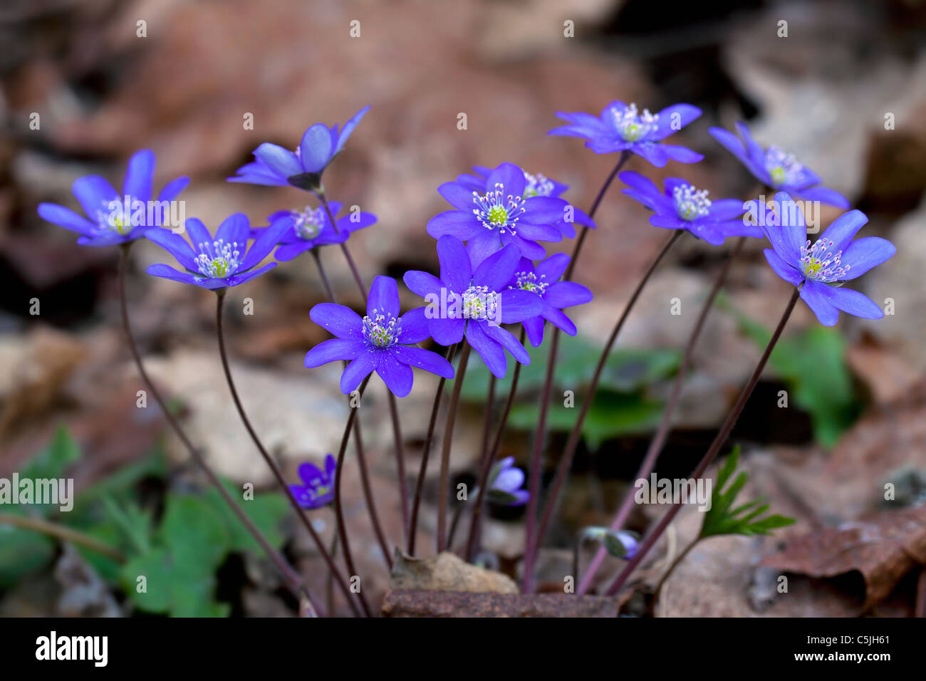 Anemone hepatica hepatica commune / / / kidneywort l'hépatique (Hepatica nobilis) en forêt, dalarna, Suède Banque D'Images