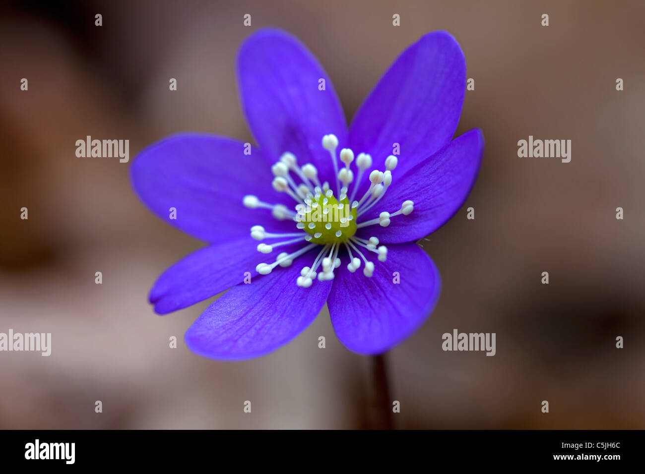 Anemone hepatica hepatica commune / / / kidneywort l'hépatique (Hepatica nobilis) en forêt, dalarna, Suède Banque D'Images