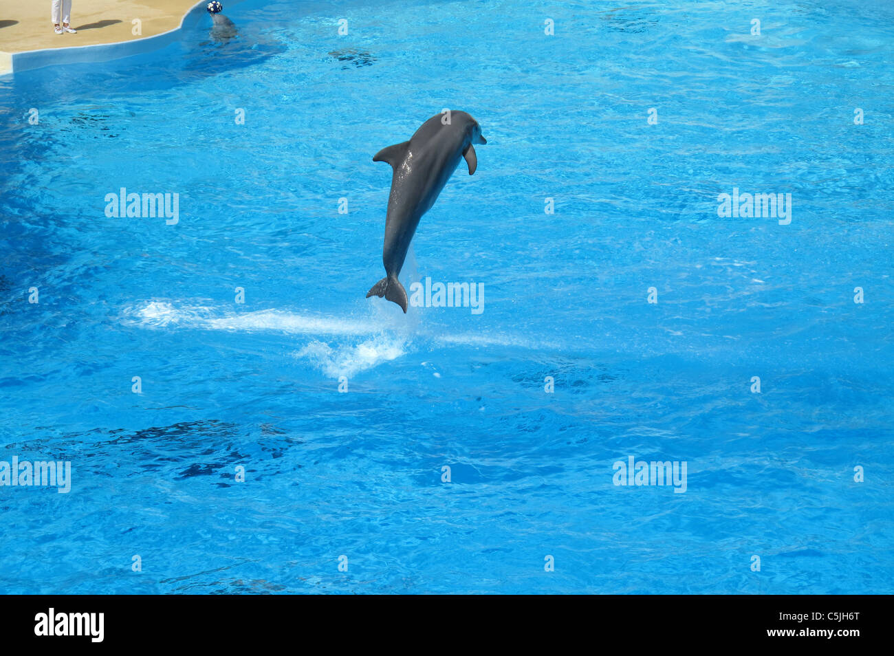 Parc Asterix,amusement park,Oise, près de Paris, Ile-de-France,France,Spectacle de Dauphins Banque D'Images