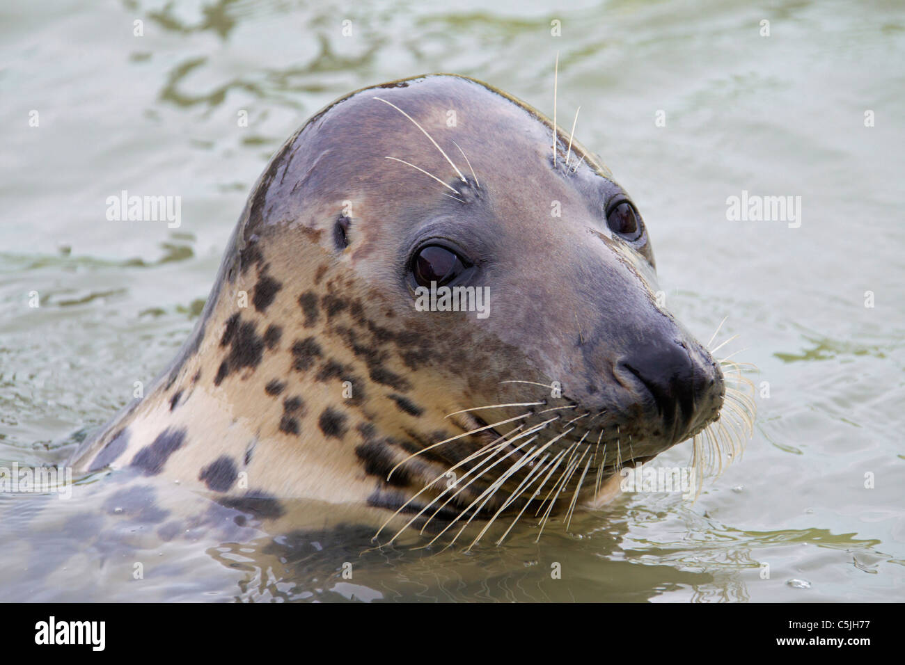 / Le phoque gris Le phoque gris (Halichoerus grypus) natation, mer de Wadden, Allemagne Banque D'Images