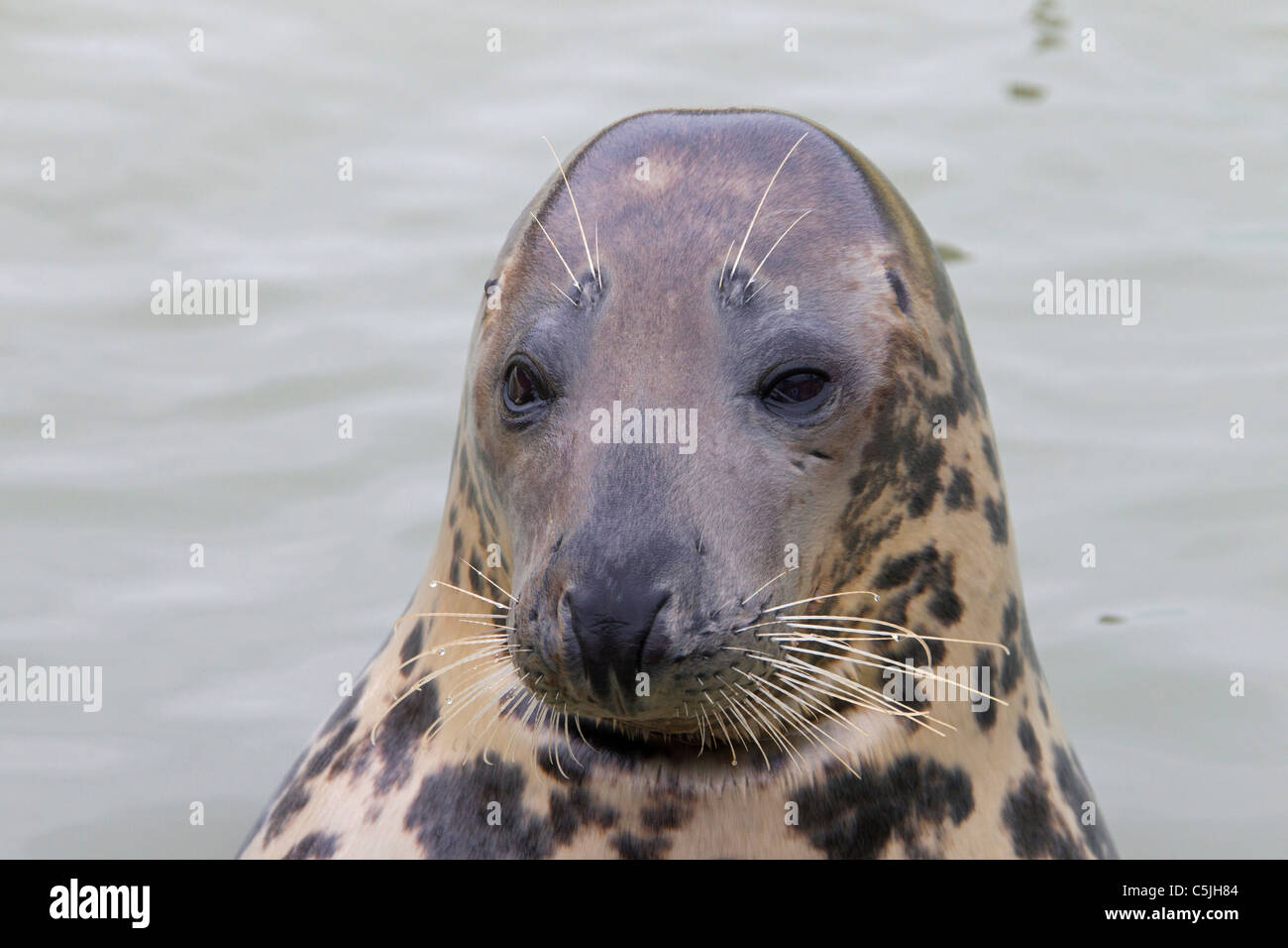 / Le phoque gris Le phoque gris (Halichoerus grypus) natation, mer de Wadden, Allemagne Banque D'Images