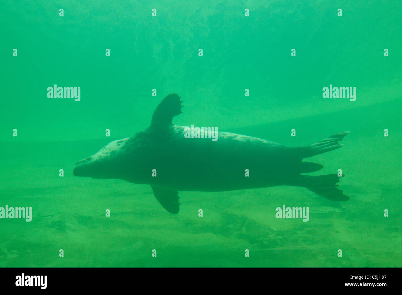 / Le phoque gris Le phoque gris (Halichoerus grypus) nager sous l'eau, de l'Allemagne Banque D'Images