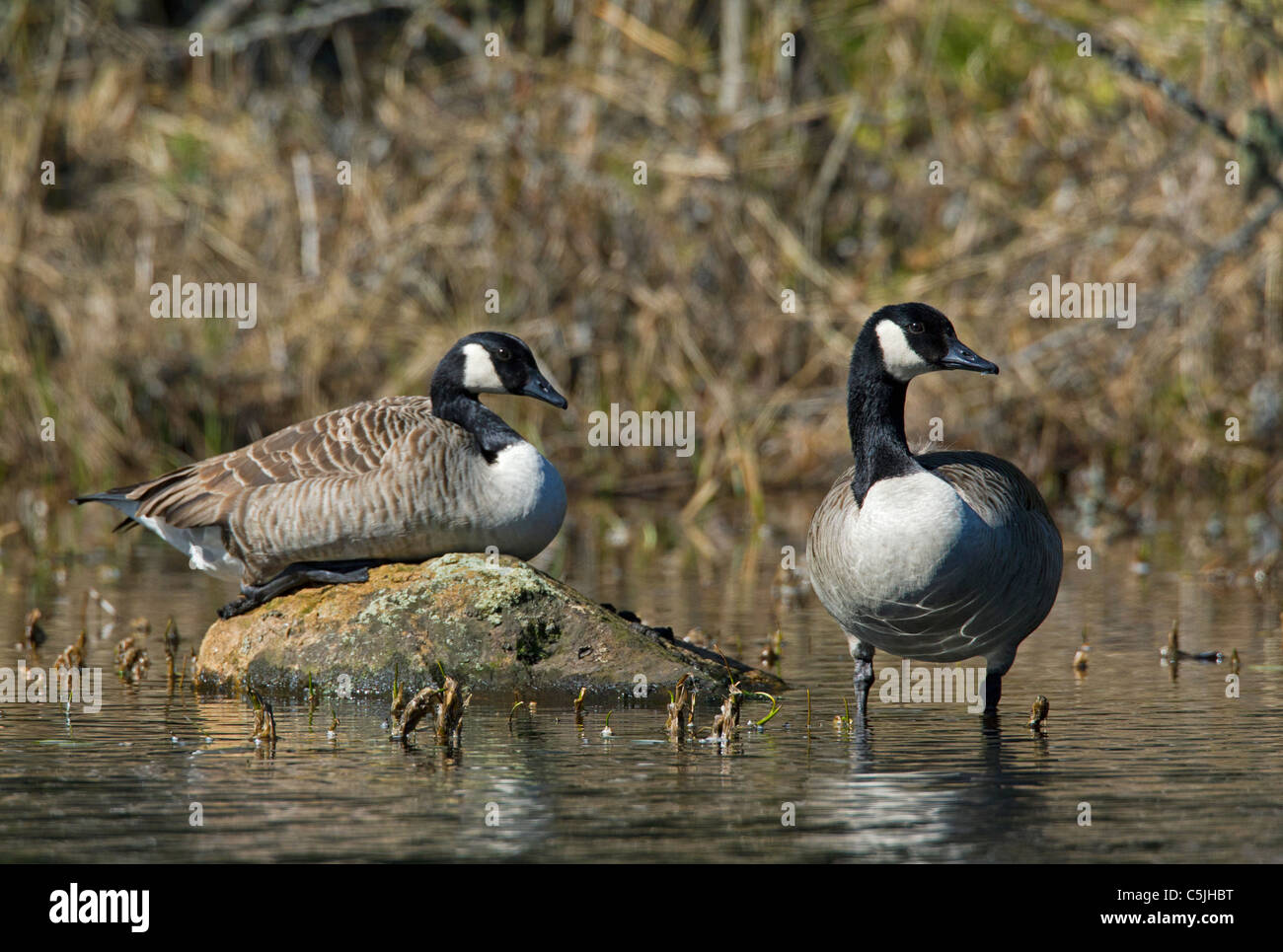 Deux Bernaches du Canada (Branta canadensis) reposant dans le lac, dalarna, Suède Banque D'Images