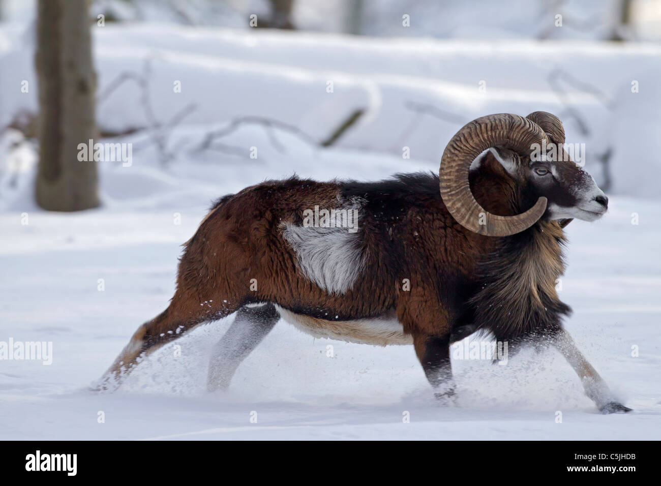 Mouflon (Ovis aries européenne orientalis / Ovis ammon musimon / Ovis gmelini musimon) ram fonctionnant en forêt dans la neige en hiver Banque D'Images