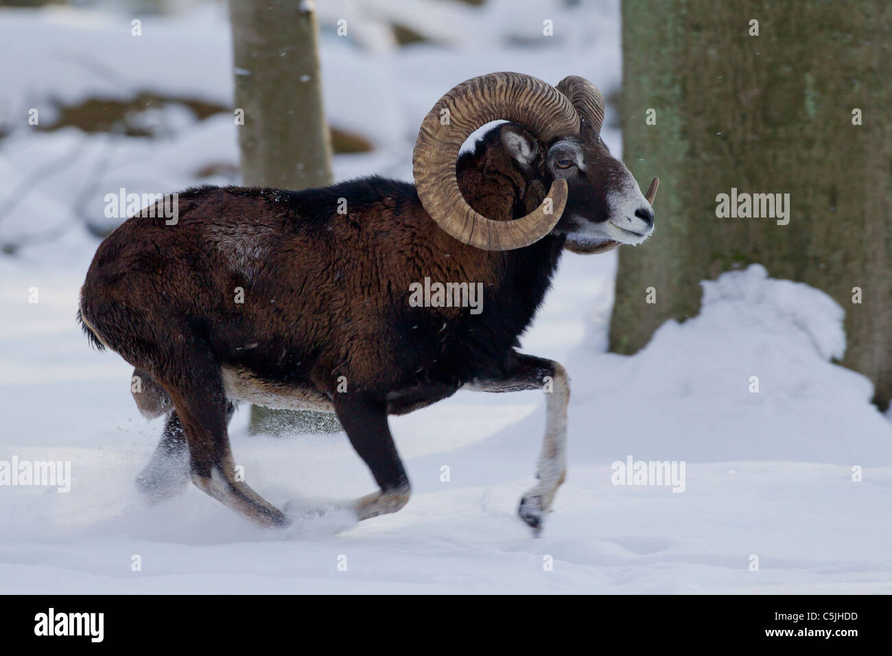 Mouflon (Ovis aries européenne orientalis / Ovis ammon musimon / Ovis gmelini musimon) ram fonctionnant en forêt dans la neige en hiver Banque D'Images