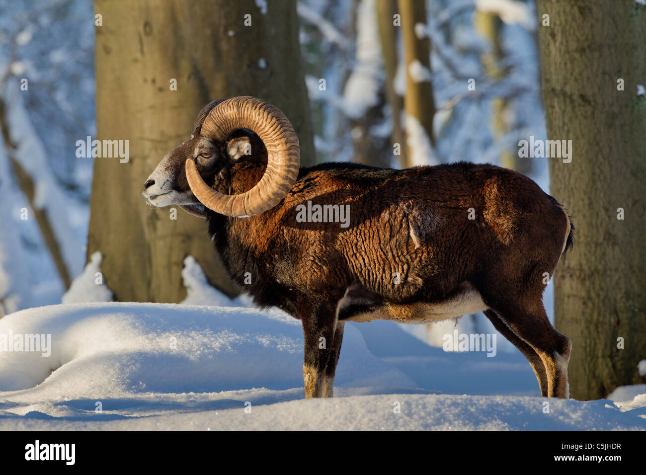 Mouflon (Ovis aries européenne orientalis / Ovis ammon musimon / Ovis gmelini musimon) ram en forêt dans la neige en hiver, Allemagne Banque D'Images