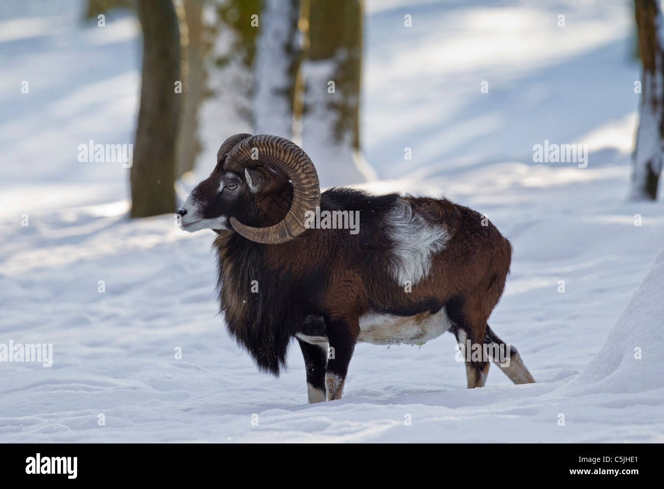 Mouflon (Ovis aries orientalis / Ovis ammon musimon / Ovis gmelini musimon) ram en forêt dans la neige en hiver, Allemagne Banque D'Images