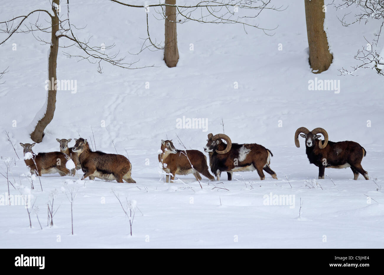 Mouflon (Ovis aries européenne orientalis / Ovis ammon musimon / Ovis gmelini musimon) troupeau en forêt dans la neige en hiver Banque D'Images
