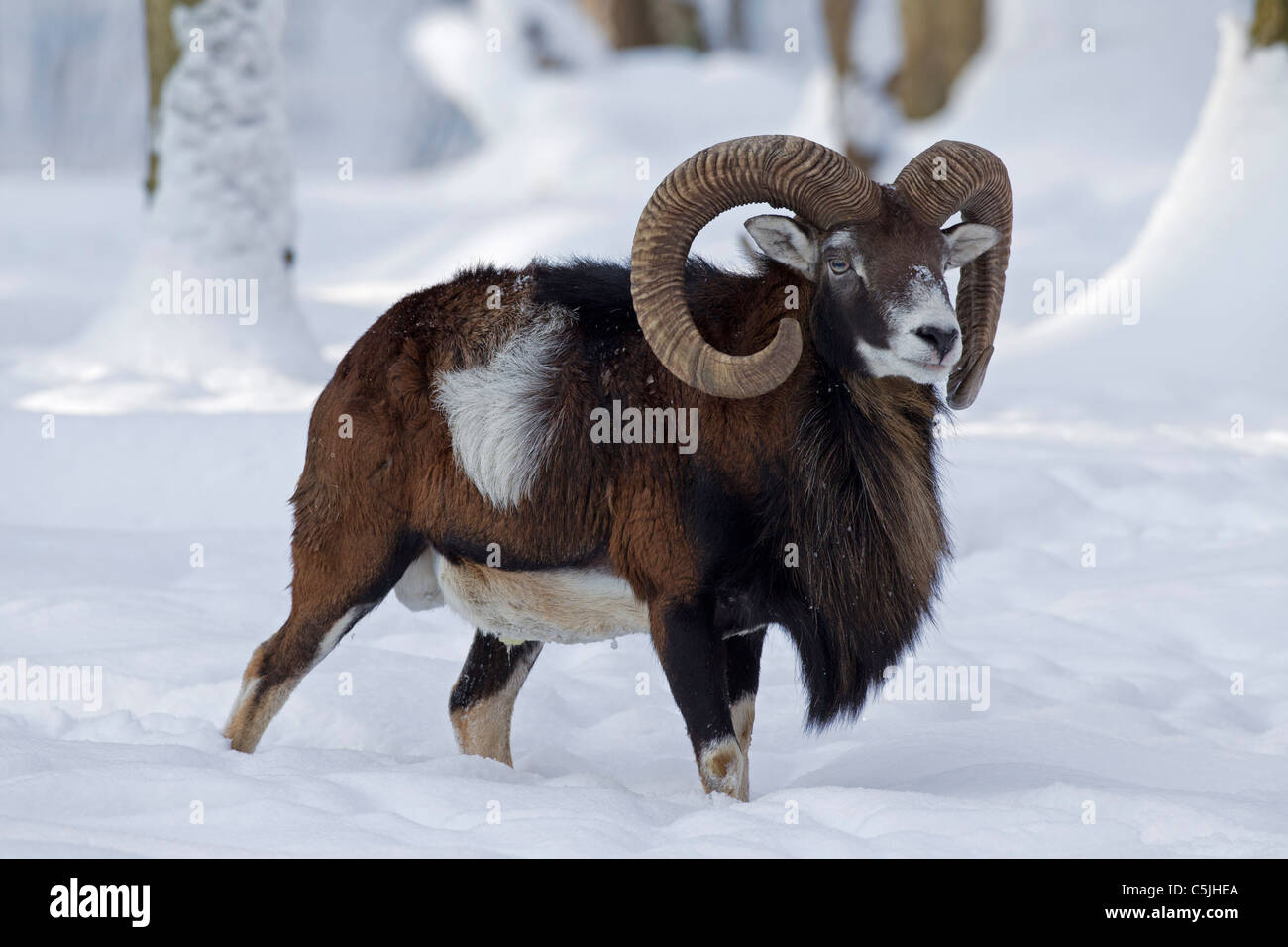 Mouflon (Ovis aries européenne orientalis / Ovis ammon musimon / Ovis gmelini musimon) ram en forêt dans la neige en hiver, Allemagne Banque D'Images