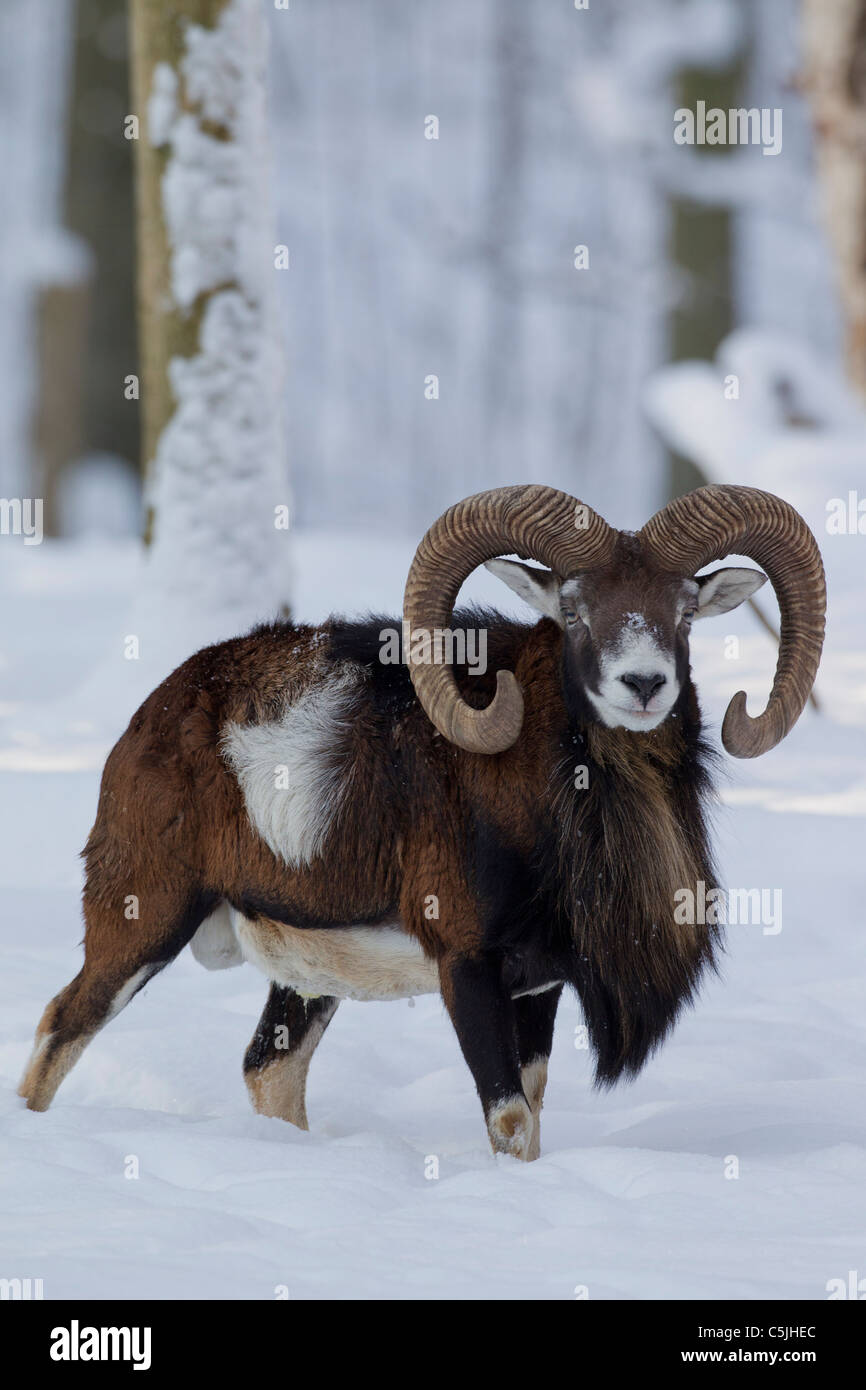 Mouflon (Ovis aries européenne orientalis / Ovis ammon musimon / Ovis gmelini musimon) ram en forêt dans la neige en hiver, Allemagne Banque D'Images