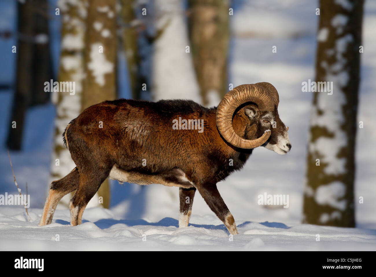 Mouflon (Ovis aries européenne orientalis / Ovis ammon musimon / Ovis gmelini musimon) ram marchant dans la forêt dans la neige en hiver Banque D'Images