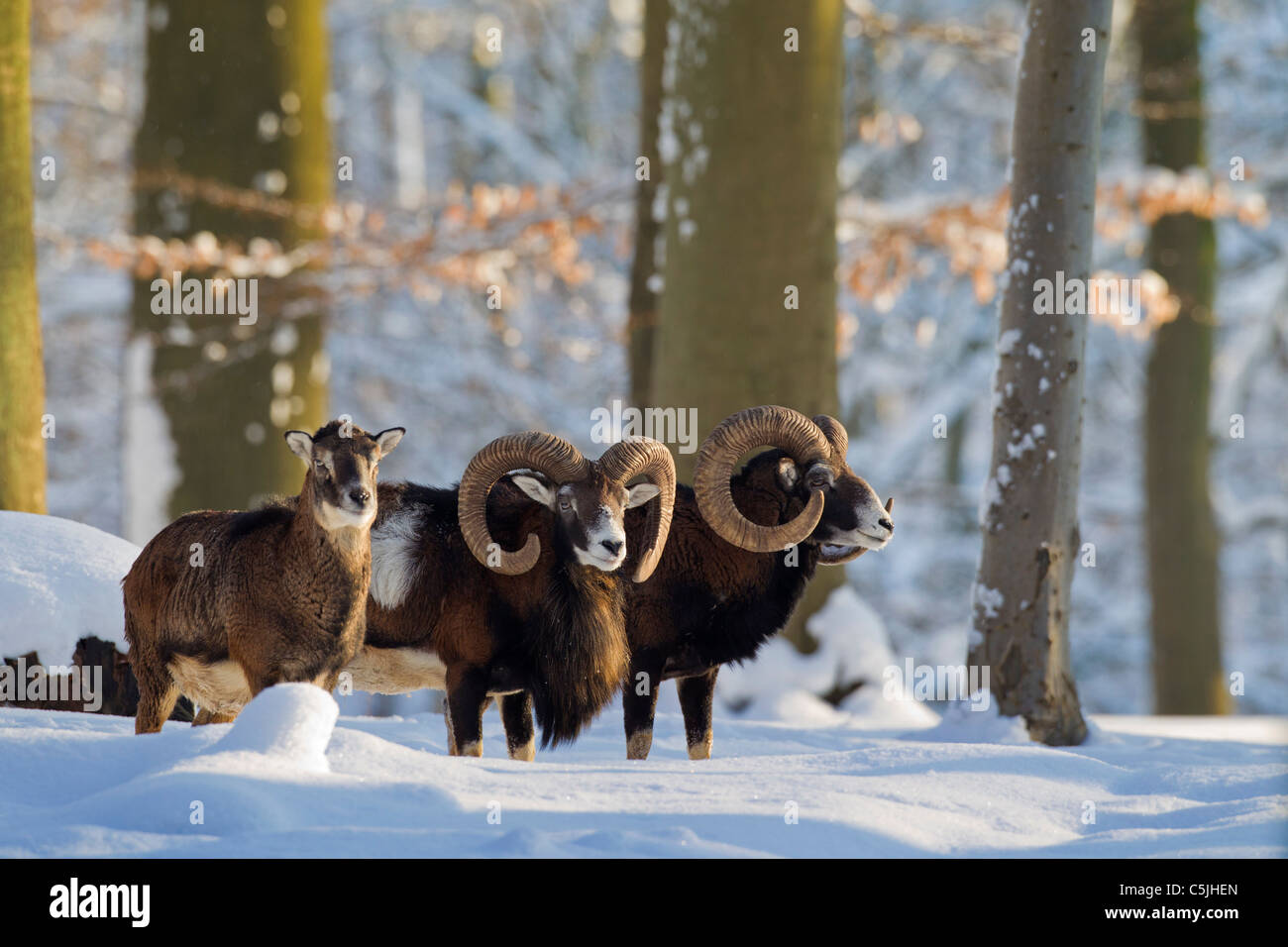 Mouflon (Ovis aries européenne orientalis / Ovis ammon musimon / Ovis gmelini musimon) des béliers et des brebis dans la forêt dans la neige en hiver Banque D'Images