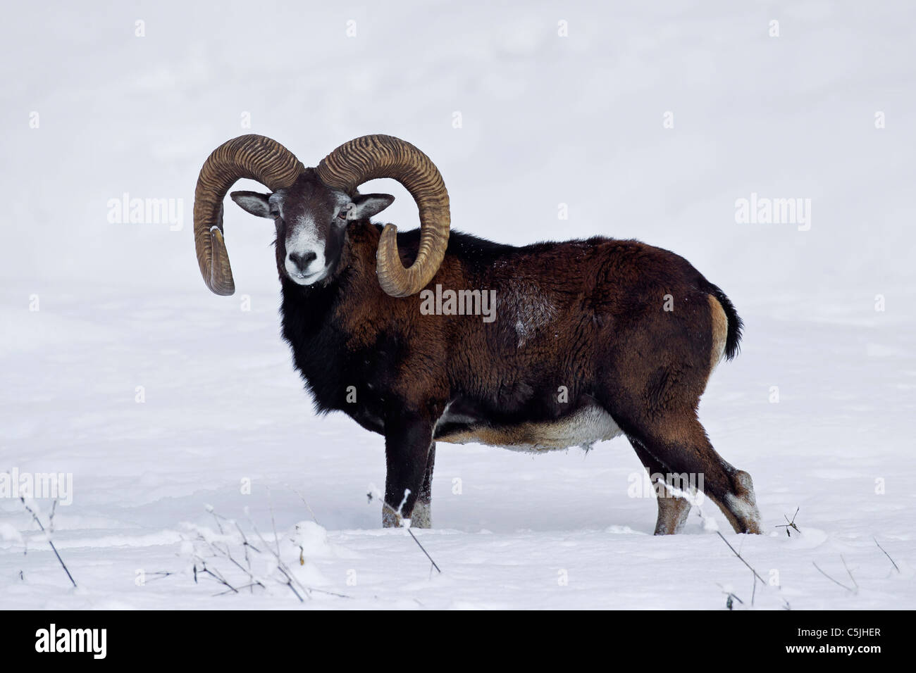 Mouflon (Ovis aries européenne orientalis / Ovis ammon musimon / Ovis gmelini musimon) ram en forêt dans la neige en hiver, Allemagne Banque D'Images