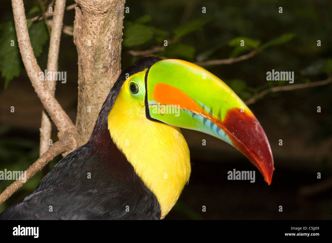 Beau toucan montre sous son bec coloré tandis que perchés dans un arbre de la forêt tropicale. Banque D'Images