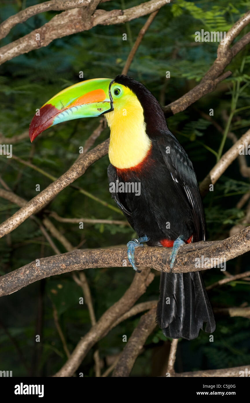 Un magnifique Toucan coloré se trouve perché dans un arbre de la forêt tropicale. Banque D'Images