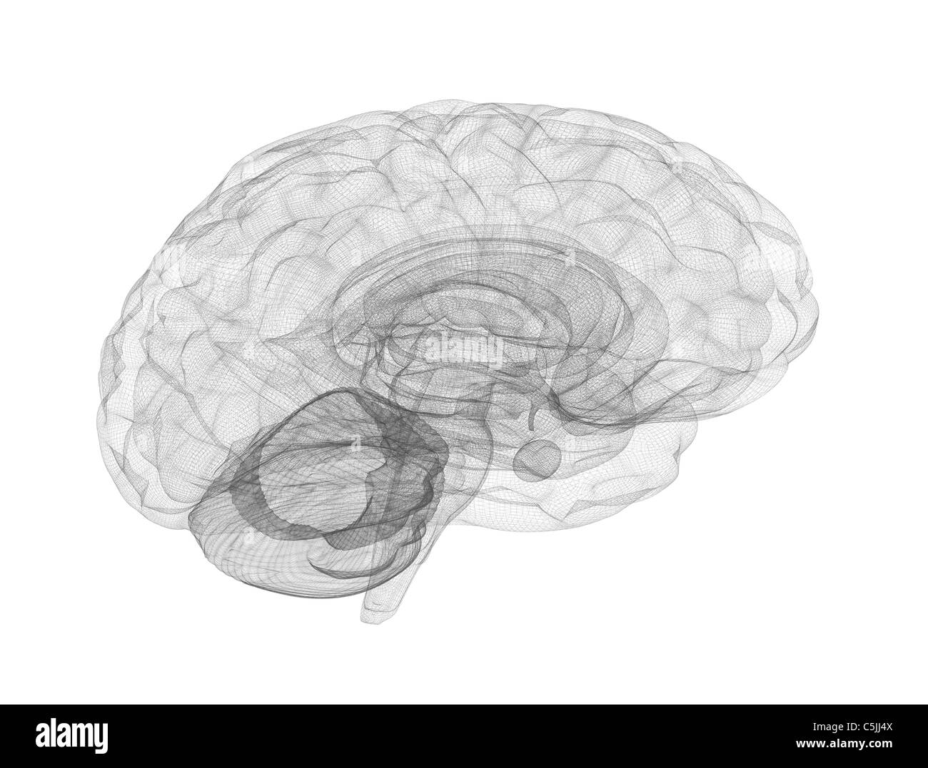 Modèle de fil de fer du cerveau Banque D'Images