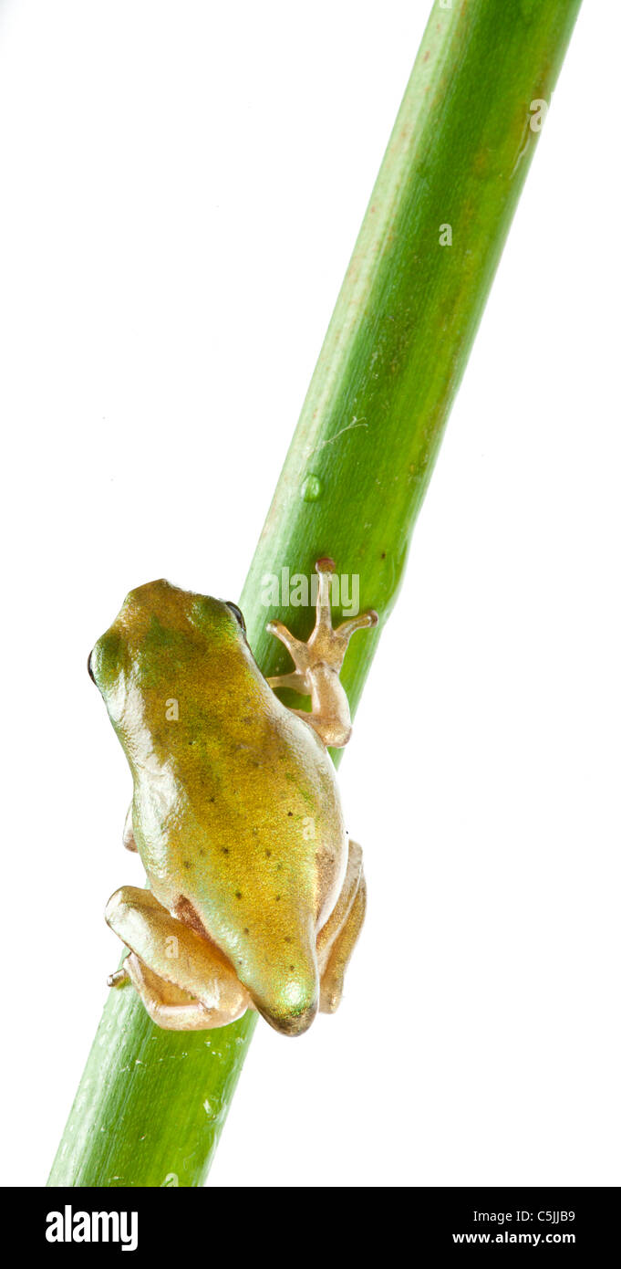 Petite grenouille sur rush isolé sur un fond blanc. Banque D'Images
