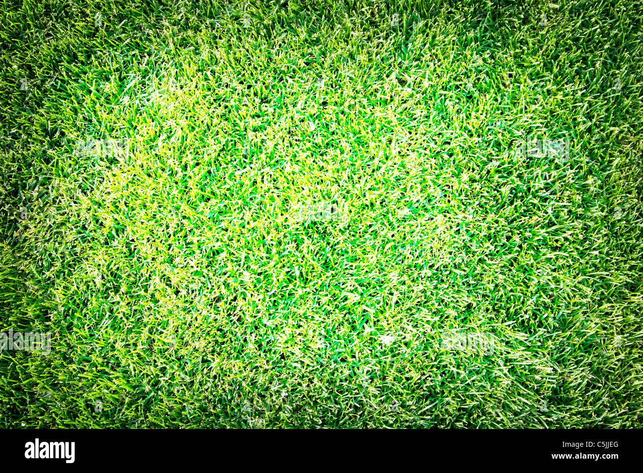 Close up shot of fresh spring geen herbe. Banque D'Images