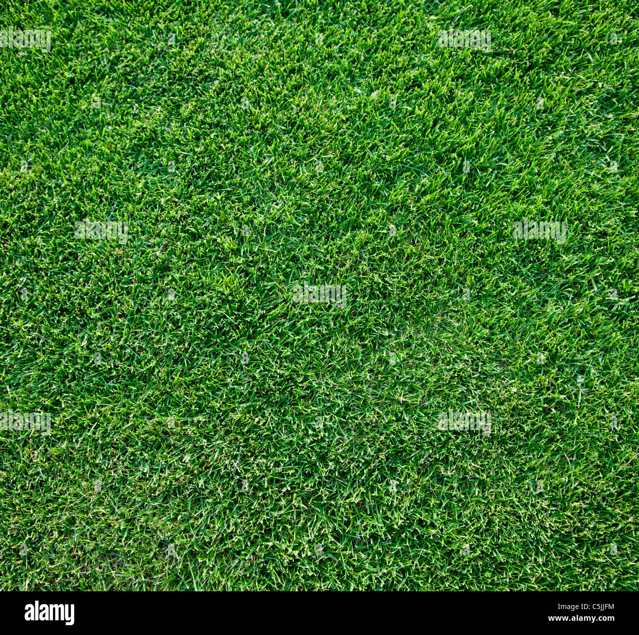 Close up shot of fresh spring geen herbe. Banque D'Images