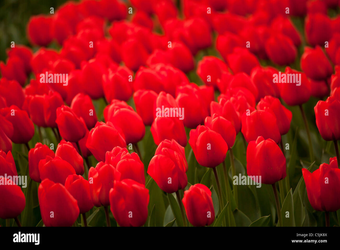 Champ avec des tulipes rouges (Tulipa), Keukenhof, Pays-Bas, Europe Banque D'Images