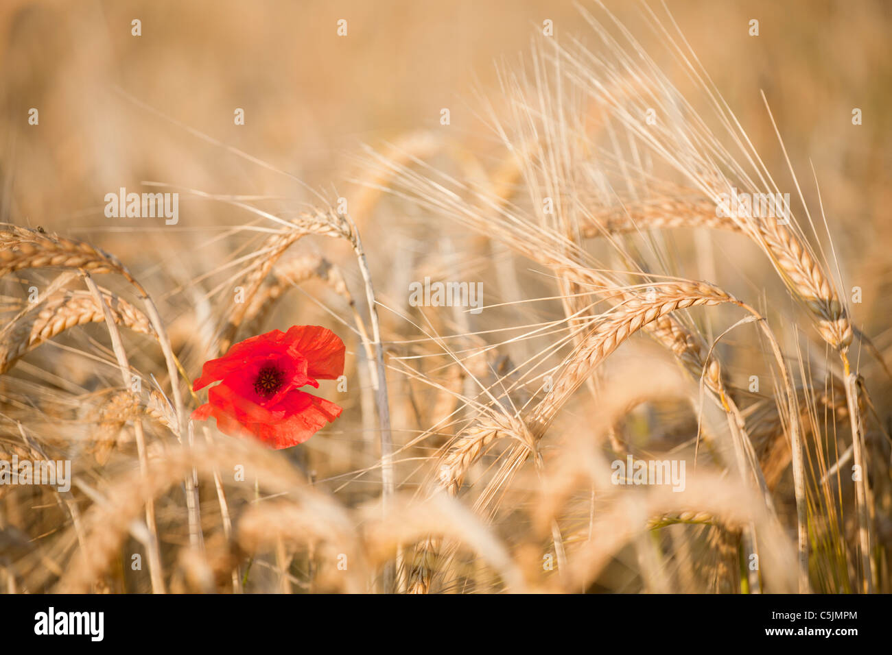 Un coquelicot solitaire se trouve dans un domaine de l'orge d'été dans la campagne du Norfolk Banque D'Images