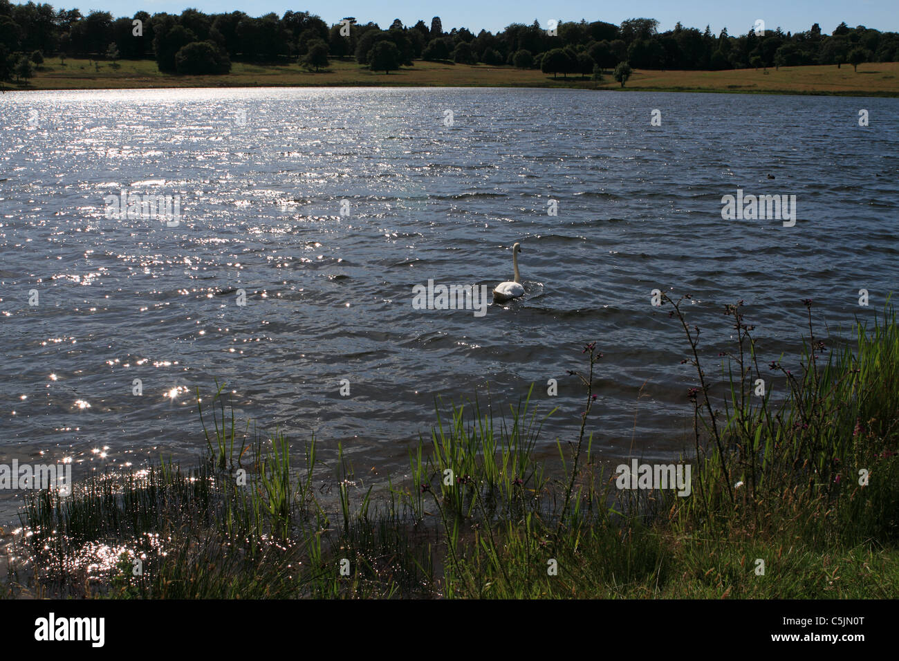 Swan nage sur un lac étincelant Banque D'Images