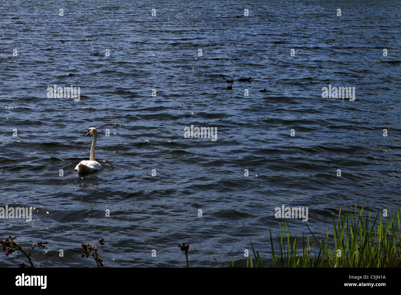 Piscine sur un lac des cygnes Banque D'Images