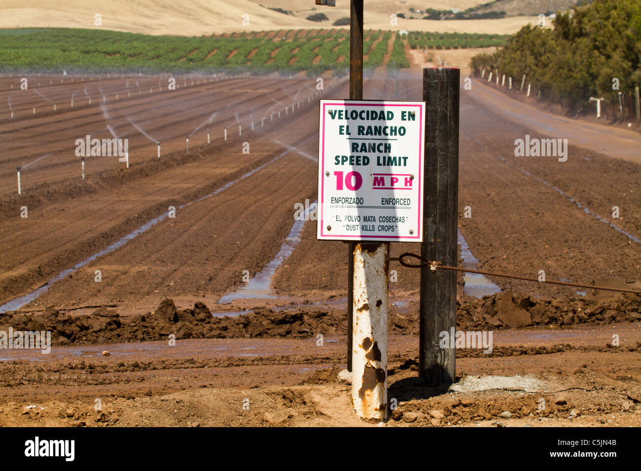 L'agriculture dans la vallée de Salinas en Californie, USA Banque D'Images