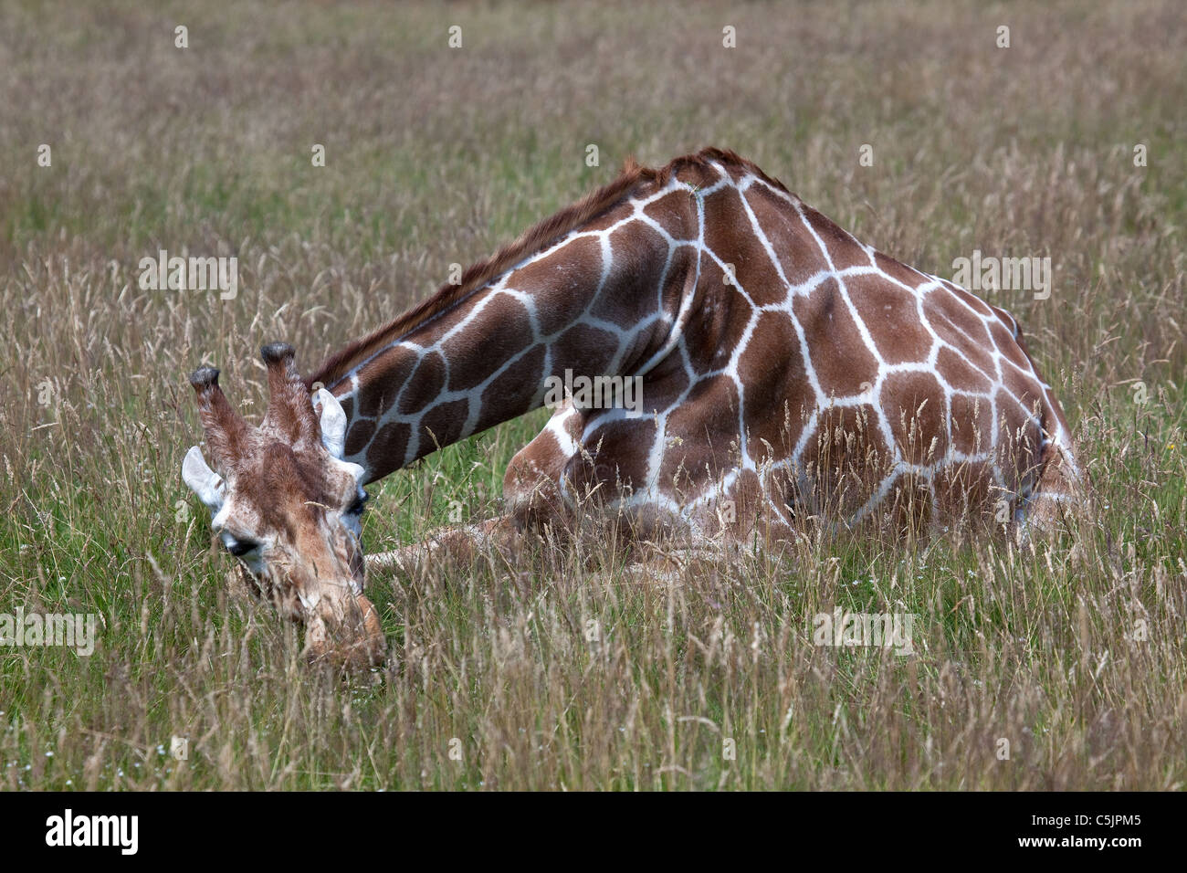 Une jeune girafe assis dans l'herbe Banque D'Images