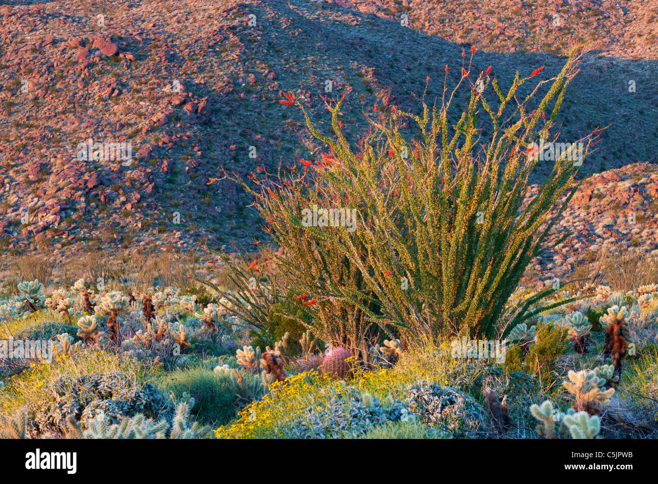 Paysage désertique, Anza-Borrego Desert State Park, Californie. Banque D'Images